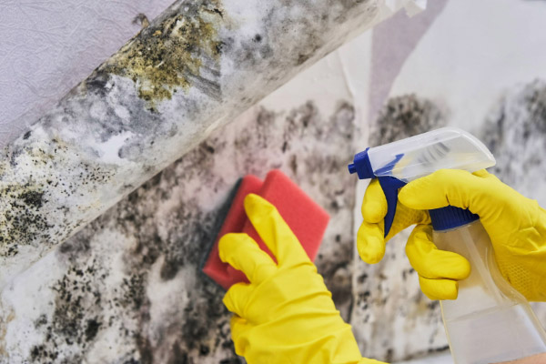 Mold Remediation Services