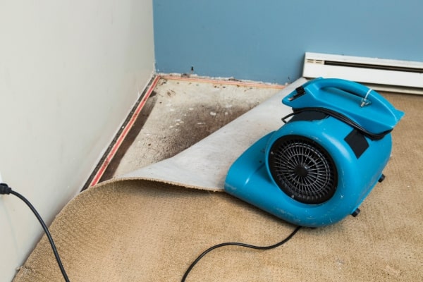 Mold Removal Services